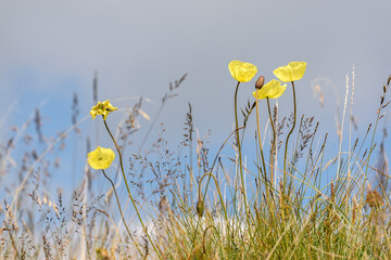 Wall Mural - poppy yellow flower mountain close-up