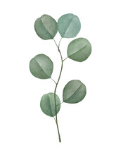 Watercolor Silver Dollar Eucalyptus Branch