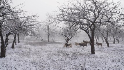 Wall Mural - A herd of goats and rams graze in winter in a snow-covered Apple orchard