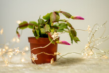 Beautiful Christmas Cactus With Blooming Pink Flowers With Christmas Lights Around
