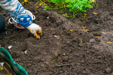 Planting garlic in the garden in late autumn.