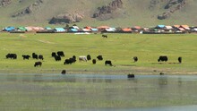 Yak Cattle Crossing The River's Waters In The Mongolian Meadows. Domestic Bos Grunniens Is A Long-haired Domesticated Bovid Found Throughout Siberian Asian Region. It Is Descended From Bos Mutus. 4K