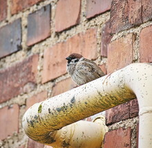 Closeup Of (Eurasian) Tree Sparrow (Passer Montanus) Perched On A Figure Bended Pipe Painted In Yellow With Red Brick Wall In Background 