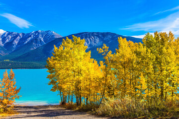 Canvas Print - Abraham lake with a turquoise water