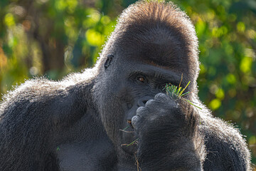 adult silver back gorilla gets a close up on a sunny day