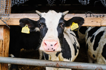 Cows in a farm. Dairy cows in a farm.