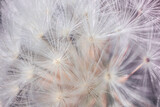 Fototapeta Dmuchawce - dandelion seeds