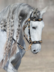 Sticker - Andalusian light gray horse with long mane.