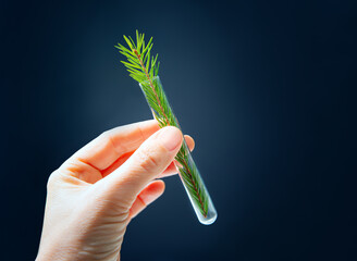 Preserving the environment, renewing resources and forest planting. The scientist grows a young tree in a test tube, a spruce branch close-up in his hand. Ecology concept.