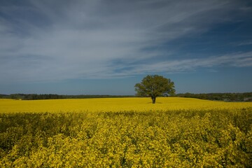 Wall Mural - single tree on a bright yellow rapeseed field in spring