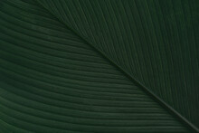 Green Leaf Texture For Design Background
