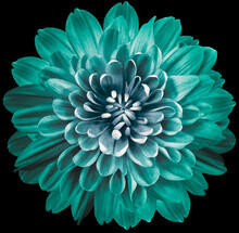 Flower Turquoise Chrysanthemum . Flower Isolated On The Black Background. No Shadows With Clipping Path. Close-up. Nature.