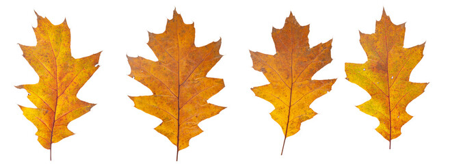 Wall Mural - set of autumn leaves isolated on white background. high resolution.