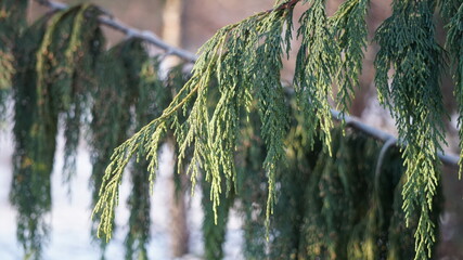 Wall Mural - pine tree branches