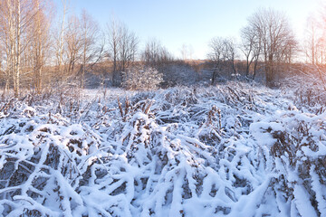 Poster - Frosty winter landscape in snowy forest, winter background