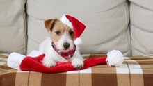 Cute Funny Happy Santa Christmas Jack Russell Terrier Pet Dog Puppy Listening And Licking Mouth On The Sofa. 