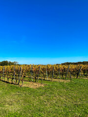 Sticker - Vignes à Saint Emilion en automne, Gironde