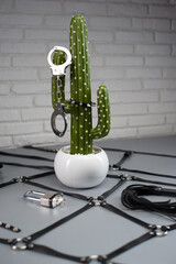 Set of erotic toys for BDSM artificial cactus as a symbol of the phallus with handcuffs