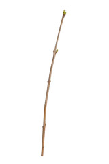 Poster - tree branch without leaves isolated on white background