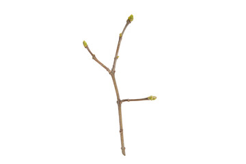 Poster - tree branch without leaves isolated on white background
