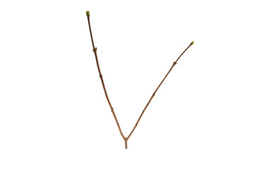 Poster - tree branch without leaves isolated on white background