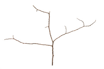 Poster - tree branch without leaves isolated on white background