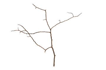 Poster - tree branch without leaves isolated on white background