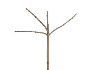 Poster - tree branch without leaves isolated on white background