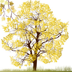 Canvas Print - gold maple tree isolated on white