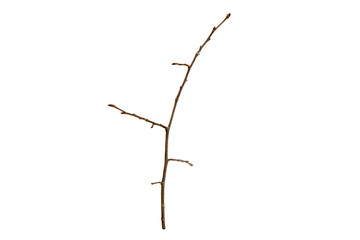 Poster - tree branch without leaves isolated on white background