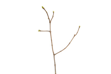 Poster - tree branch without leaves isolated on white background