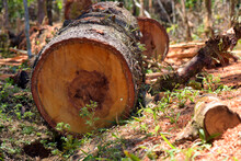 Deforestation: Freshly Sawn Trees Fallen On The Forest Floor