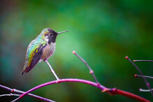 Anna Hummingbird Perched On A Branch