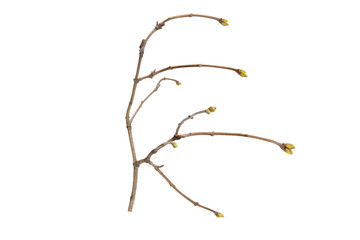Poster - tree branch without leaves isolated on white background