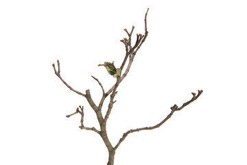 Poster - tree branch without leaves isolated on white background