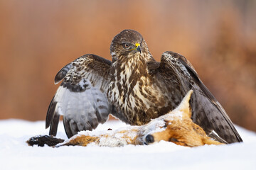 Wall Mural - Common buzzard, buteo buteo, standing next to prey on snow with spread wings. Wild brown bird looking aside on the dead foxt on meadow in winter. Majestic predator sitting on white pasture.