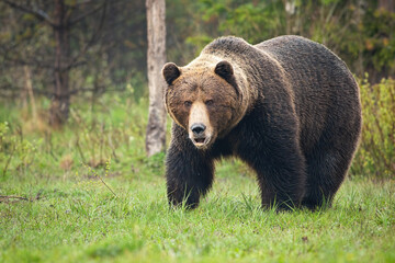 Wall Mural - dominance brown bear, ursus arctos, roaring on meadow in spring nature. majestic large predator stan