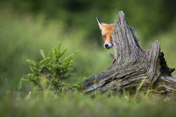 Wall Mural - red fox, vulpes vulpes, hiding behind trunk in springtime nature. orange mammal looking from wood on