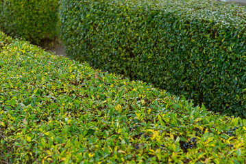 Two green hedges, neatly cut..