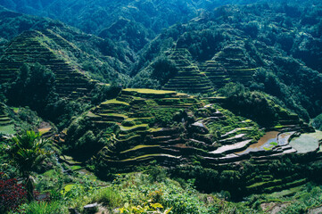 Wall Mural - a valley of green trees with Banaue Rice Terraces in the background