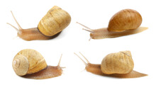 Collection Of Common Garden Snails On White Background. Banner Design