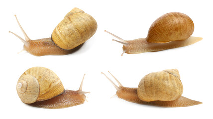 Collection of common garden snails on white background. Banner design