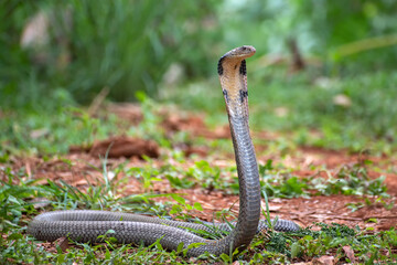 The faces of king cobra (Ophiophagus hannah), venomous snake