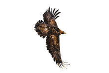 Eagle In Flight. Golden Eagle, Aquila Chrysaetos, Flying With Widely Spread Wings Isolated On White Background. Majestic Bird. Hunting Eagle In Mountains. Habitat Europe, Asia, North America.