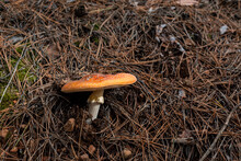 Wild Mushroom Orange On Forest Floor Hiding Under Pine Needles Dry Leaves Autumn Scene In Bulgaria Rural Area