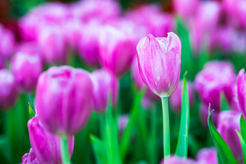 Wall Mural - Close up of tulips in garden