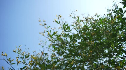 Wall Mural - Fresh green pigeon pea field