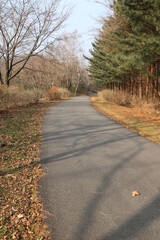 Wall Mural - country road in autumn