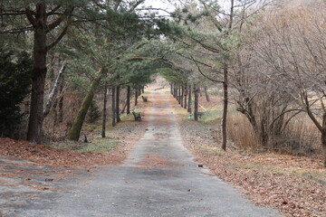 Wall Mural - path in the park