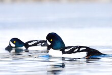 A Male Barrow's Goldeneye Swims In A Pond In The Colorado Mountains.